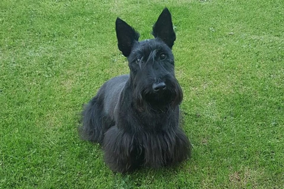 Un perro terminó con la mandíbula pegada tras masticar un paquete con una mezcla de cemento
