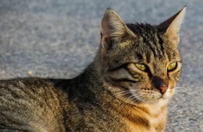 Un gato callejero apoyó a un enfermero mientras descansaba tras una larga jornada laboral