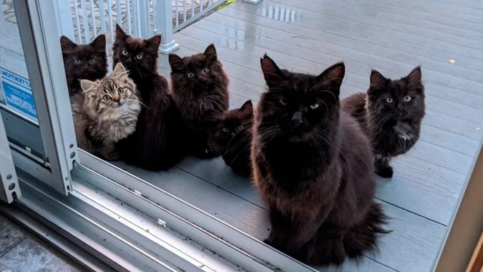 Una gata llevó a su crías a conocer a la mujer que los alimenta todos los días