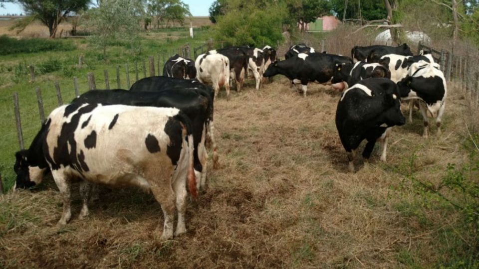 Ocuparon un campo, venden las vacas por Facebook y llevaron a más personas a vivir ahí
