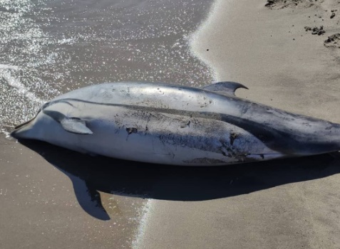 Aparecieron delfines decapitados y con letras marcadas a cuchillo en una playa