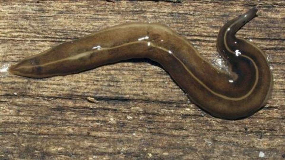 Descubren un extraño gusano que se mantiene vivo aunque lo corten cientos de veces