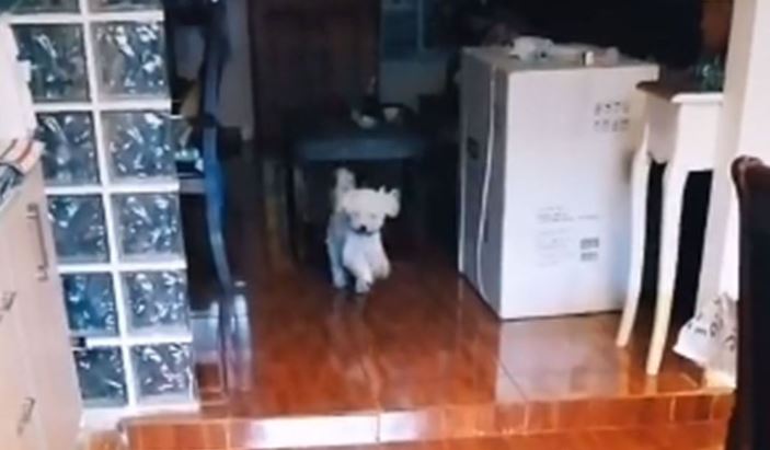 Un perro llegó a la mesa para almorzar antes que sus dueños