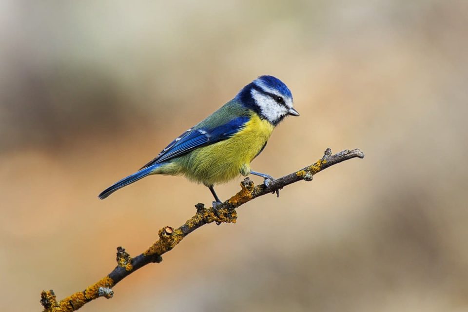 Un pájaro chocó contra un vidrio y otro lo asistió