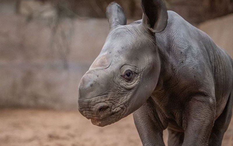 “Extraordinario”: Graban el nacimiento de un rinoceronte en peligro de extinción