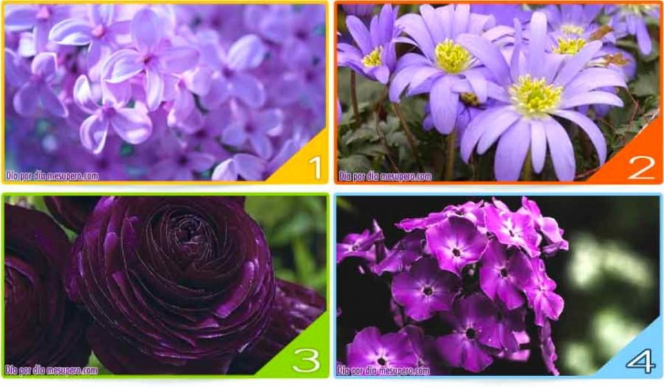¿Qué tono de violeta elegís? El test que revelará cosas nuevas sobre tu personalidad