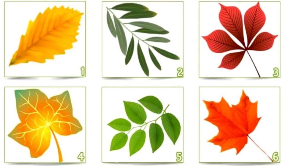 “¿Qué hoja elegís?”, el test psicológico para descubrir aspectos ocultos de su personalidad