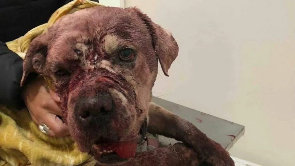 Torturó a su perro, lo castró y golpeó hasta hundirle el cráneo