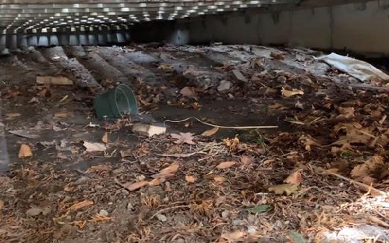 Escuchaban ruidos debajo de su casa y encontraron zorros recién nacidos abandonados