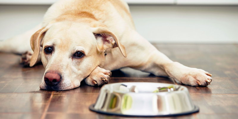 Video: el desconsolado llanto de un perro que vio cómo el dueño aplastaba su plato de comida con el auto