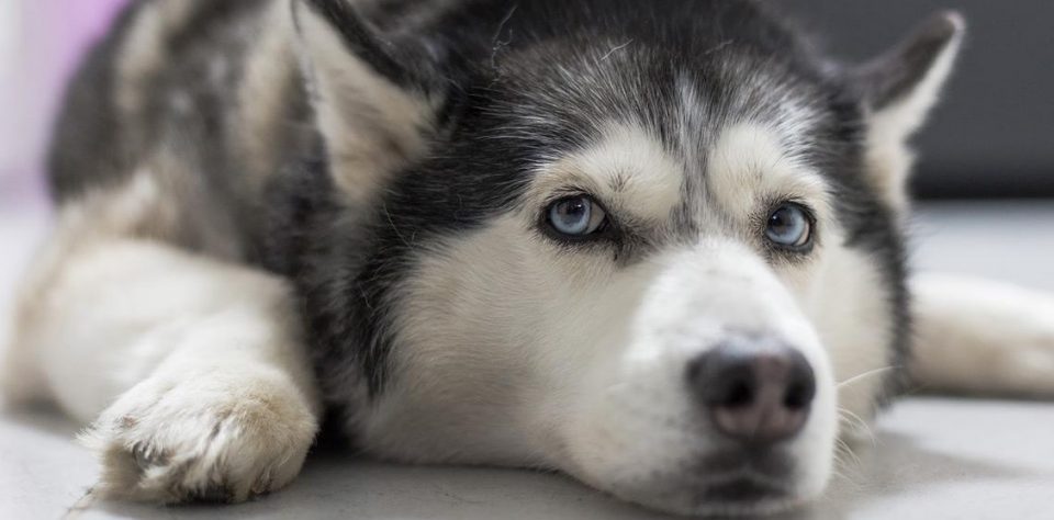 7 mitos de perros que se prolongaron en el tiempo (algunos dan para pensar)