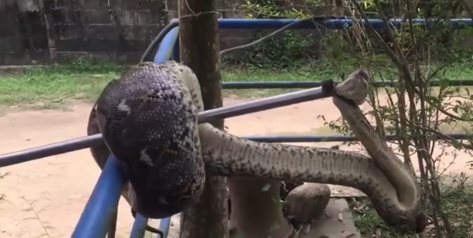 Oían ruidos extraños y encontraron a una serpiente pitón tras devorarse a un cachorro