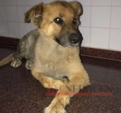 Un perro “tomó” el pasillo de un hospital para hacerle el aguante a su dueño