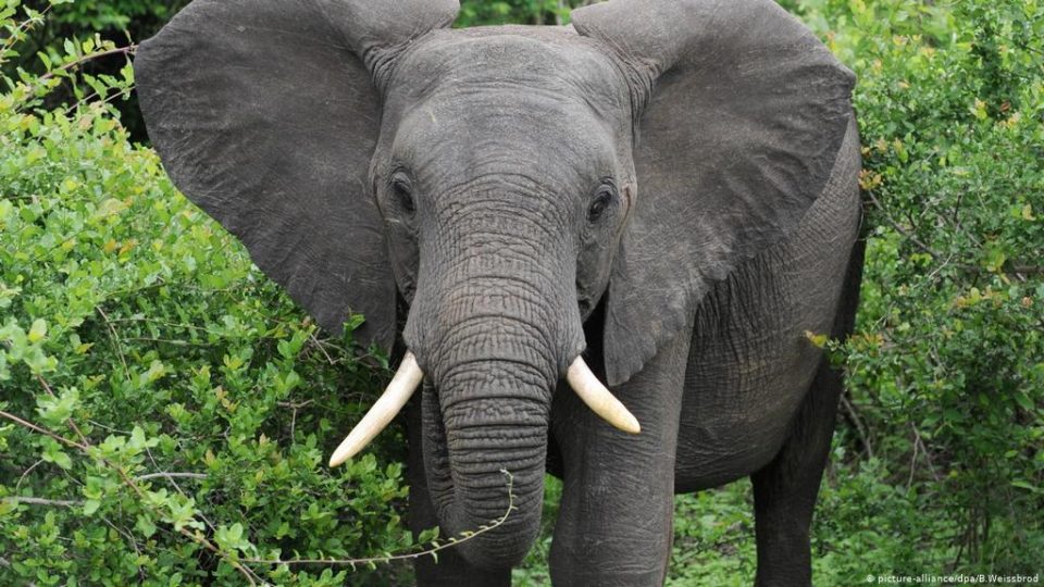 Una joven le hizo RCP a un elefante tras un brutal choque