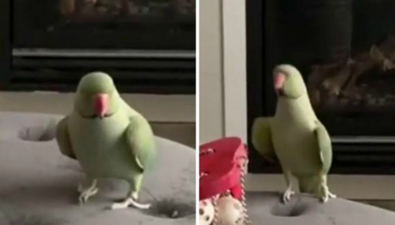 Un loro es furor en las redes sociales por su vertiginoso baile