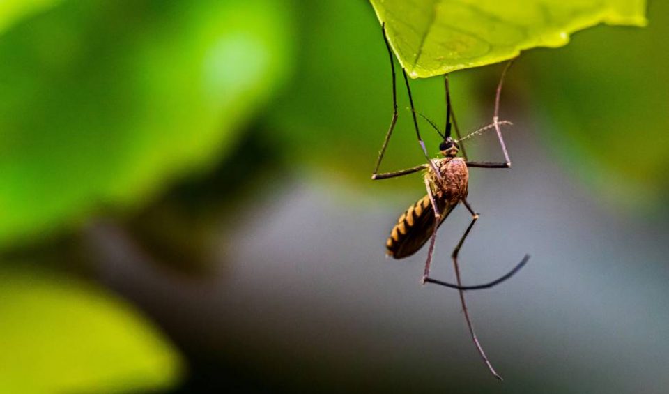 Cómo hacer para eliminar definitivamente los mosquitos y las moscas de la casa