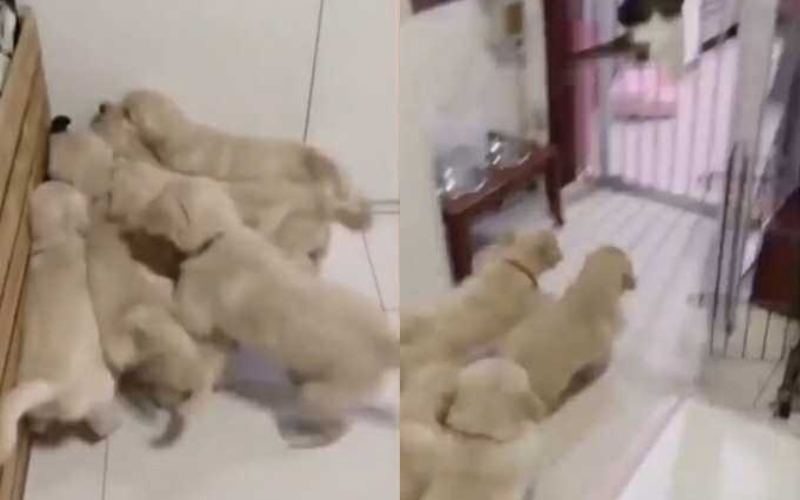 Perros “rodearon” a un gato y le dieron más cariño del que podía soportar