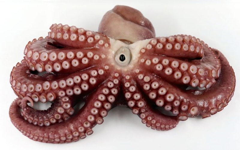Apareció una rara especie de pulpo con nueve tentáculos