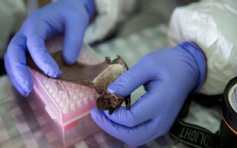 Nipah: el nuevo virus que preocupa a los científicos de China con un 76% de mortalidad