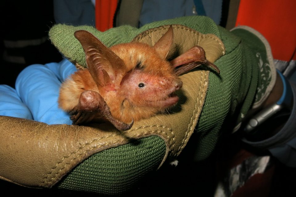 Descubrieron una nueva (y rara) especie de murciélagos