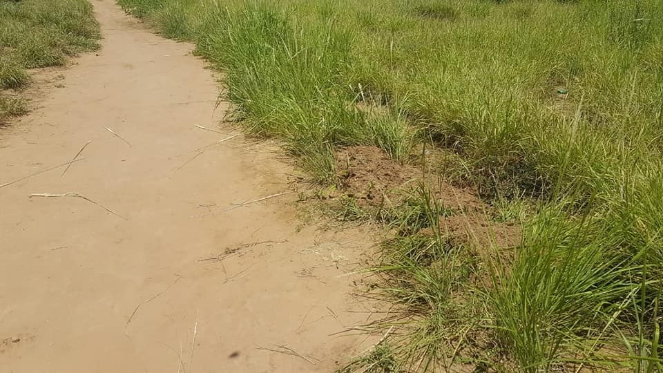 Tiene 14 años, fue apuñalada y, antes de morir, identificó a su asesino