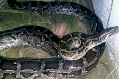 Entraron a limpiar una habitación y encontraron una pitón “monstruo” de 40 kilos