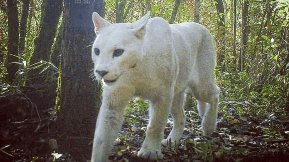 Hallaron por primera vez un puma blanco en Brasil