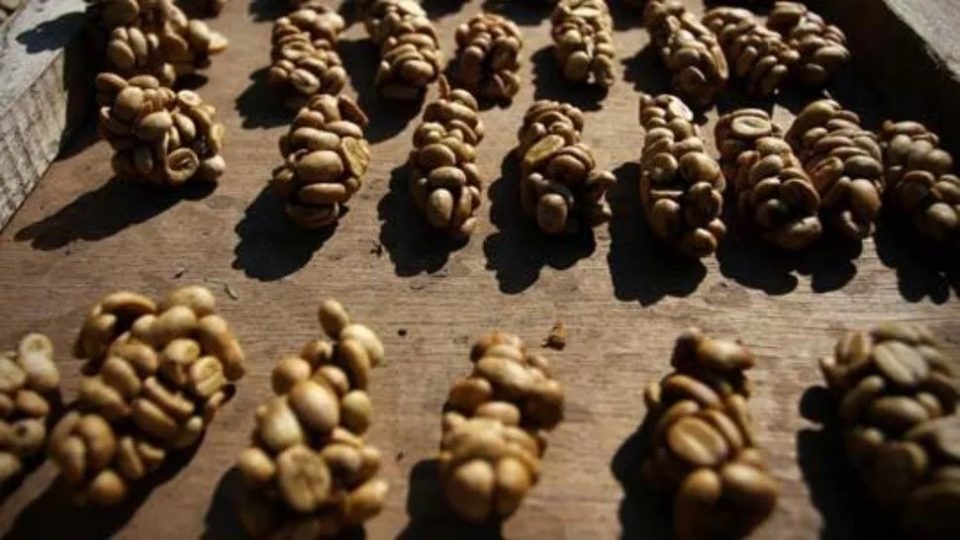 Crearon café con caca de pájaro (sí, leíste bien) y vale una fortuna