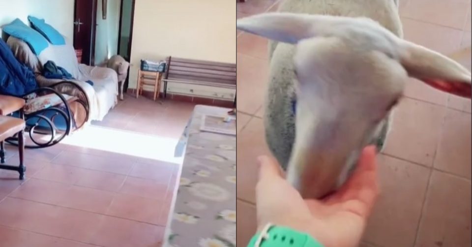 Llamó a su cabra y el animal le respondió de manera escalofriante: “¿¡Qué!?”
