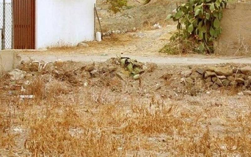 Reto viral: un gato se camufló en el paisaje y nadie logró encontrarlo (vos tampoco)
