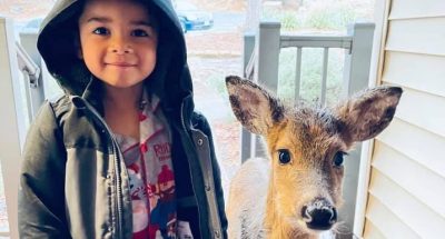 Un nene de 4 años salió a pasear y trajo a su casa un venado