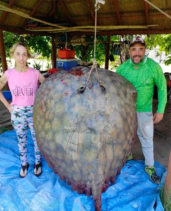 Pescaron una raya “bestia” de 190 kilos (y obviamente hay fotos)