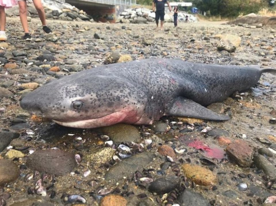 Sacaron un tiburón del agua, lo asesinaron a cuchillazos y se fotografiaron con él