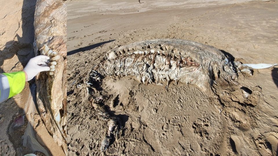 Descubrieron una “bestia marina” sin rostro y los científicos están desorientados sobre su verdadero origen