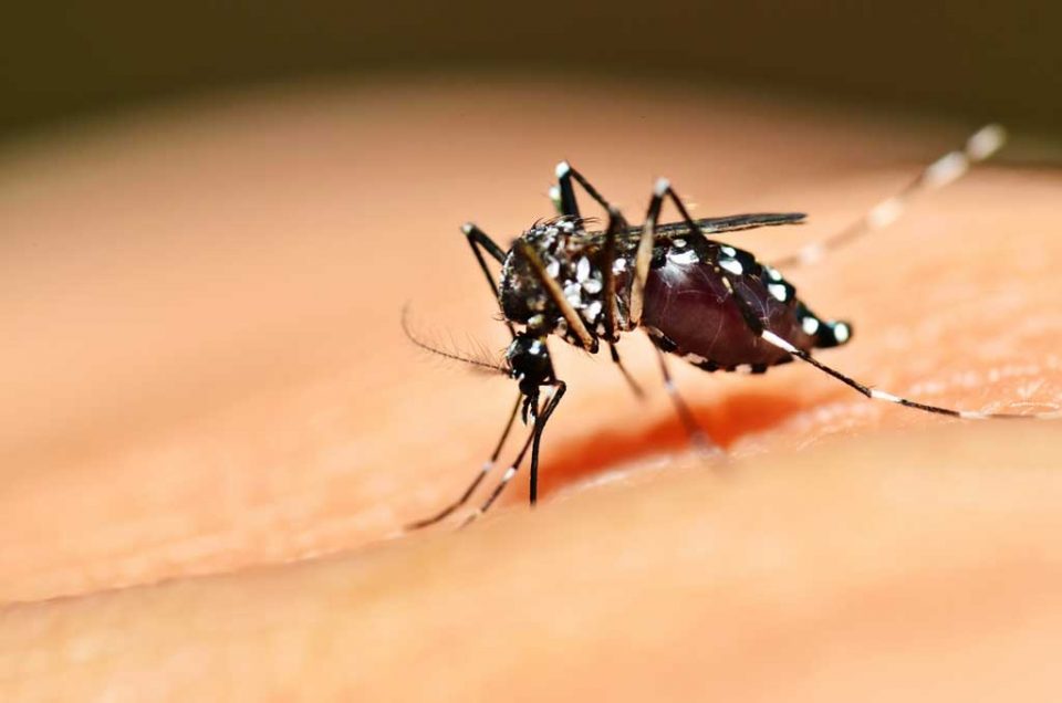 Científicas argentinas crearon un método para erradicar huevos de dengue