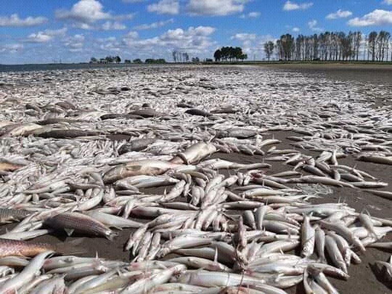 Encuentran miles de peces muertos en una laguna de Junín